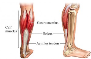 Achilles-tendon-300x195