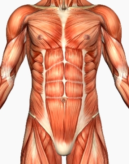 How core strength prevents injury and increases performance - Physiosteps