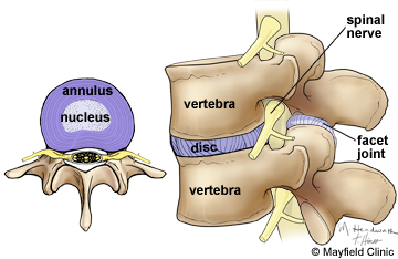 spine anatomy and slipped discs