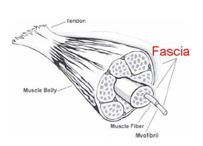 What is Fascia? Biology Diagrams