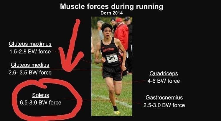 muscle forces running soleus muslce